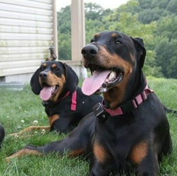 黑褐色獵浣熊犬的形態特征 該犬很有活力