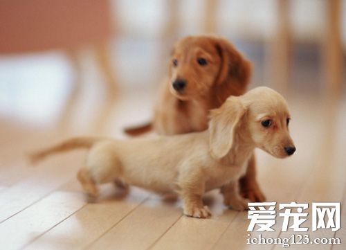 臘腸犬聰明嗎 看看狗狗智商排名