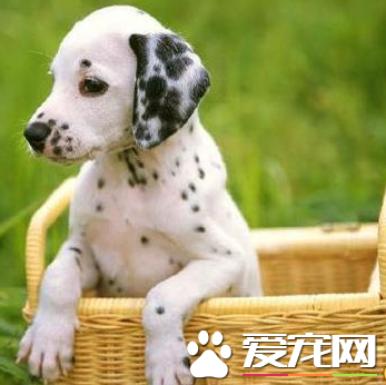 大麥町犬看家嗎 大麥町看家是需要訓練的