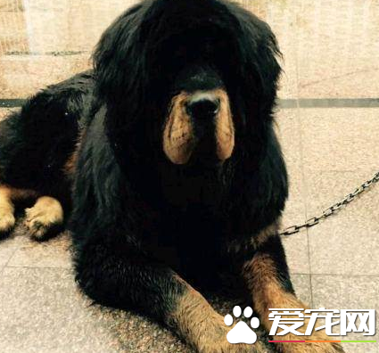 藏獒的認識 藏獒產于我國西藏和青海