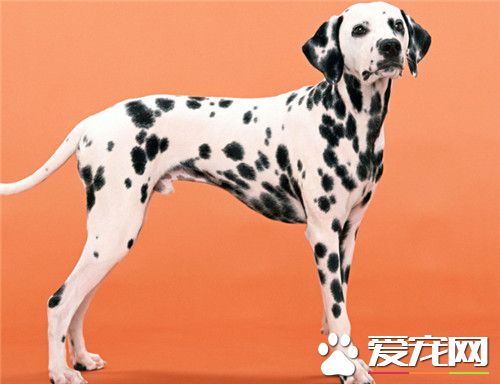 大麥町犬屬什么犬種 以前被作為馬車的護衛犬