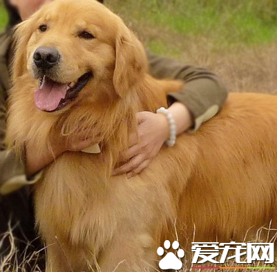 金毛獵犬和金毛尋回犬有什么不同 是同一個品種