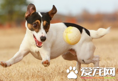 杰克羅素梗掉毛程度 杰克羅素梗掉毛不嚴重