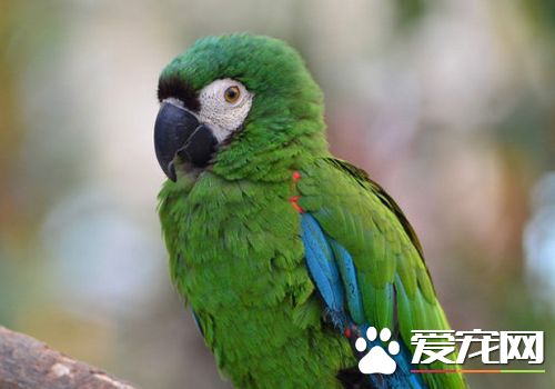 栗額金剛鸚鵡會說話嗎 栗額金剛鸚鵡說話能力