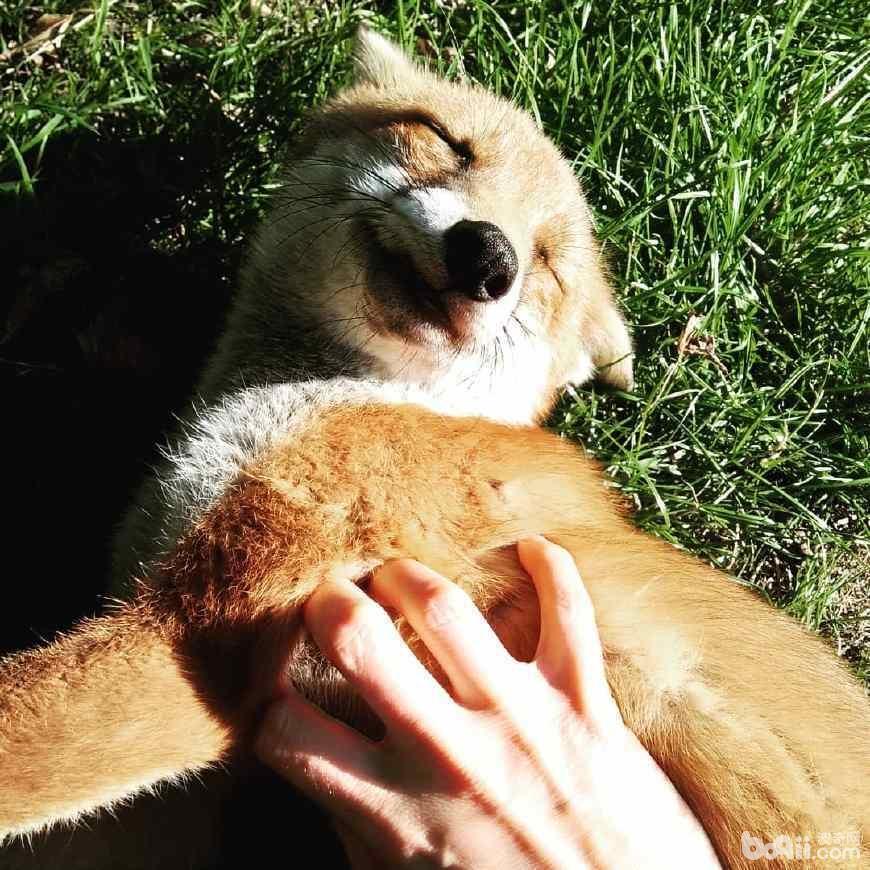 寵物狐貍飼養注意事項 寵物狐貍好養嗎