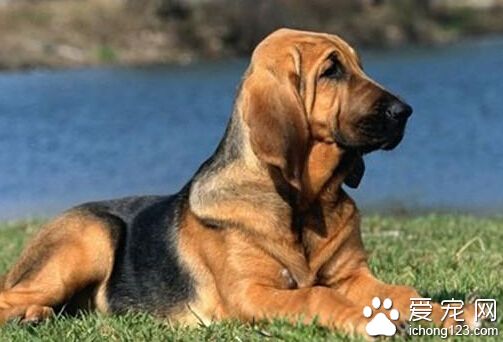 尋血獵犬的特點 尋血獵犬學習很快