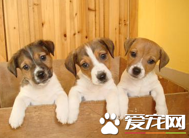 杰克羅素梗犬吃什么 生食喂養搭配合成營養物質