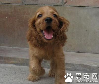  可卡犬的智商 是非常聰明機靈的狗狗