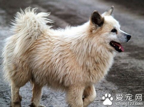 牧羊犬品種 德國牧羊犬的智商排名第三