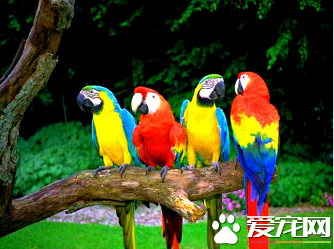 最好看的寵物鳥是什么鳥 金剛鸚鵡是色彩最艷麗的