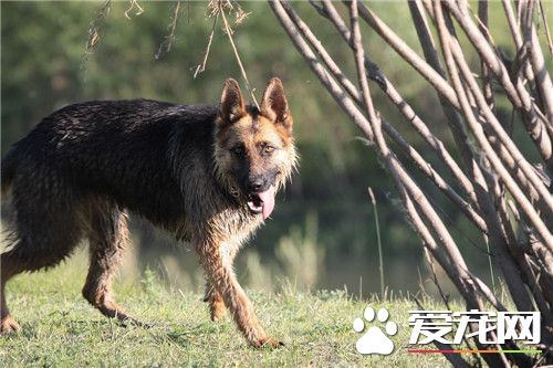 德國牧羊犬40天喂什么 可以喂食干燥的<a href=/shipin/gouliang/ target=_blank class=infotextkey><a href=/zhonglei/gou/ target=_blank class=infotextkey>狗</a>糧</a>