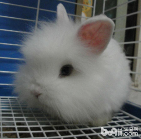 寵物兔的飼養與疾病預防