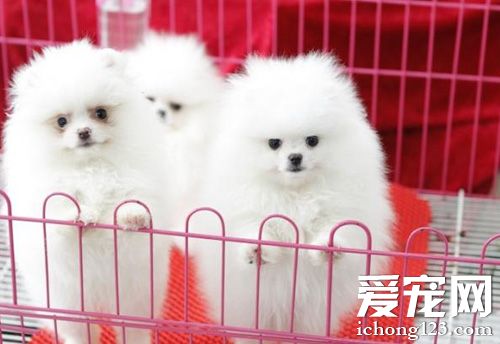 怎么挑選博美犬 幼犬的外觀特征