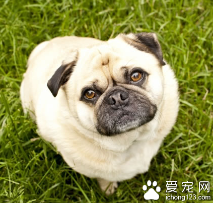 沙皮狗能長多大 該犬是屬于中型犬
