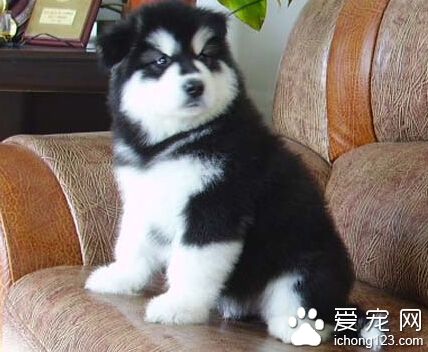哈士奇和阿拉斯加的區別 哈士奇比較聰明