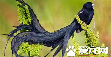 世界上最美的鳥是什么鳥 世界上最美的20種鳥