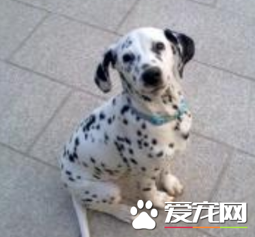 大麥町犬能長多大 理想的肩高約為19到23英寸