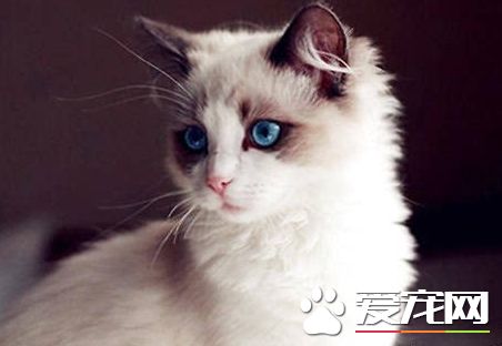 布偶貓肚子大怎么回事  布偶貓肚子大的原因竟然是這樣