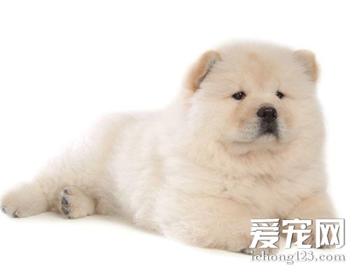 純種松獅辨別 細心觀察其外貌特征
