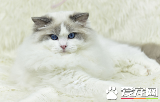 布偶貓毛色定型什么時候  布偶貓毛色定色原來這么久