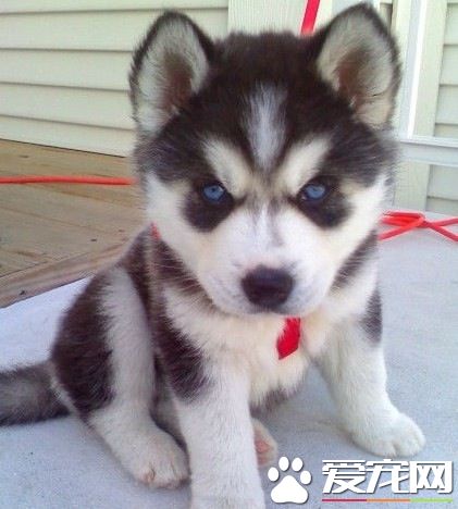 哈士奇幼犬認人么 哈士奇還是認人的