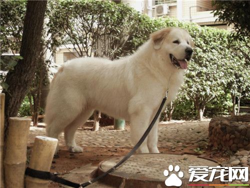 大白熊犬好養么 大白熊不好養不是很能吃