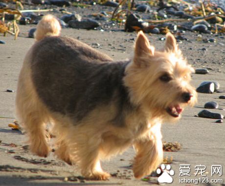 羅威士梗哪里買 買前需了解健康犬的特征 