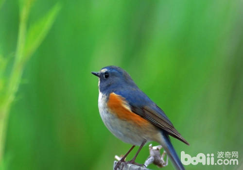<a href=/zhonglei/niao/ target=_blank class=infotextkey>鳥</a>類動物的一些新奇事
