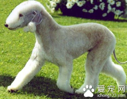  貝靈頓梗的形態特征 毛發容易打卷兒
