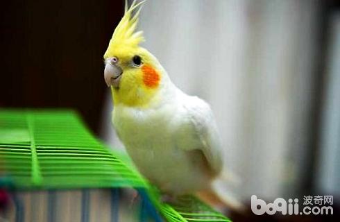玄鳳鸚鵡.jpg