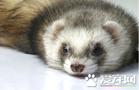 貂是什么動物 寵物貂屬于肉食鼬科動物