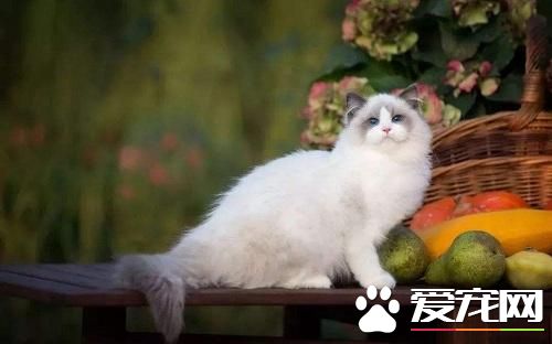 布偶貓掉毛吃什么 布偶貓掉毛這樣處理最好