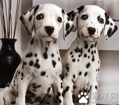大麥町犬的特點 極具耐力善于奔跑運動