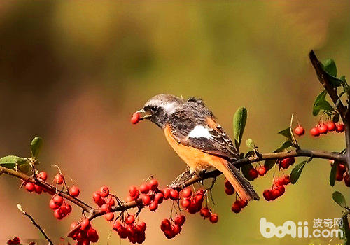 <a href=/zhonglei/niao/ target=_blank class=infotextkey>鳥</a>類的智商高么？