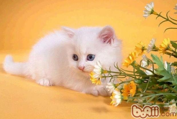<a href=/zhonglei/mao/ target=_blank class=infotextkey>貓</a>咪飼養的幾大禁忌