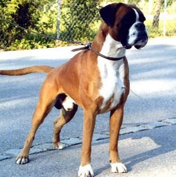 拳師犬的性格 該犬對主人十分忠誠