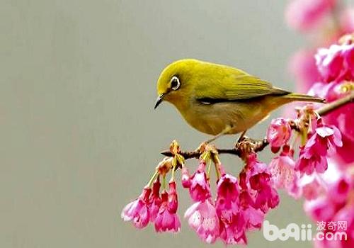 繡眼<a href=/zhonglei/niao/ target=_blank class=infotextkey>鳥</a>好養嗎？繡眼鳥飼養技巧介紹
