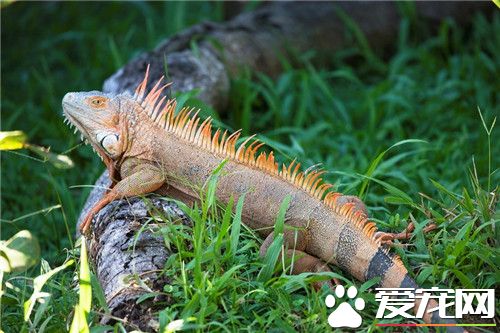 綠鬣蜥喜歡吃什么 綠鬣蜥喜歡吃高鈣綠色植物