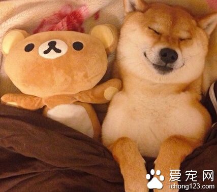 柴犬的性格 性格順從沉穩個性獨立