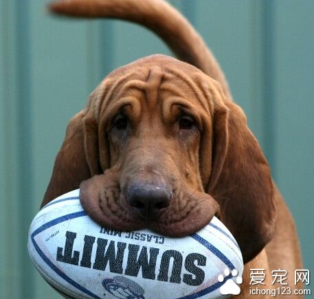 尋血獵犬的形態特征 頸部和頭部皮膚上有褶皺