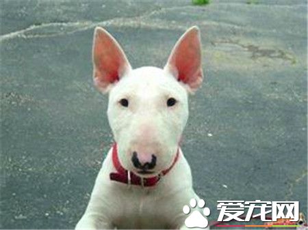 純種的牛頭梗不會爆黑斑嗎 怎樣預防牛頭梗起黑斑