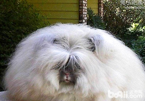 安哥拉<a href=/zhonglei/chongwutu/ target=_blank class=infotextkey>兔</a>是怪異動物之一？