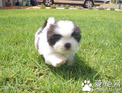  拉薩犬的性格 對主人聽話對陌生人警戒心強
