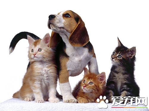 如何防止狗亂叫 制止幼犬夜吠的方法
