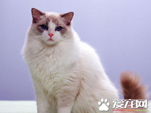 布偶貓容易拉肚子嗎  驚了，常見的4大布偶貓拉肚子原因竟然是這些