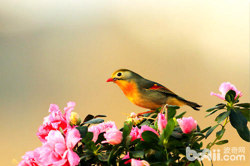 如何飼養紅嘴相思鳥