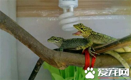 麗紋龍蜥怎么樣 性格較活躍適應能力強