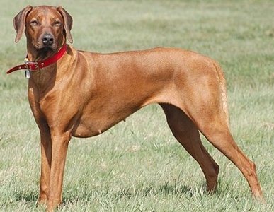 羅得西亞脊背犬的智商 對主人極為忠誠