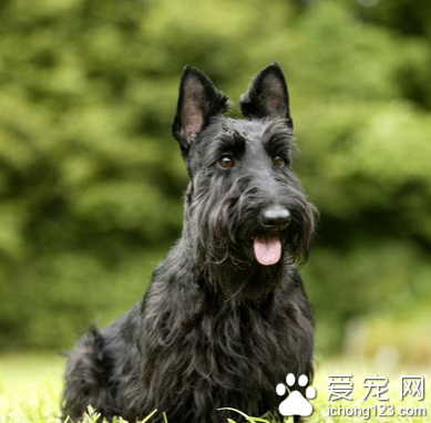 蘇格蘭梗哪里賣 該犬性格比較活躍