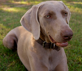 魏瑪犬的性格 它們需要大量的關注